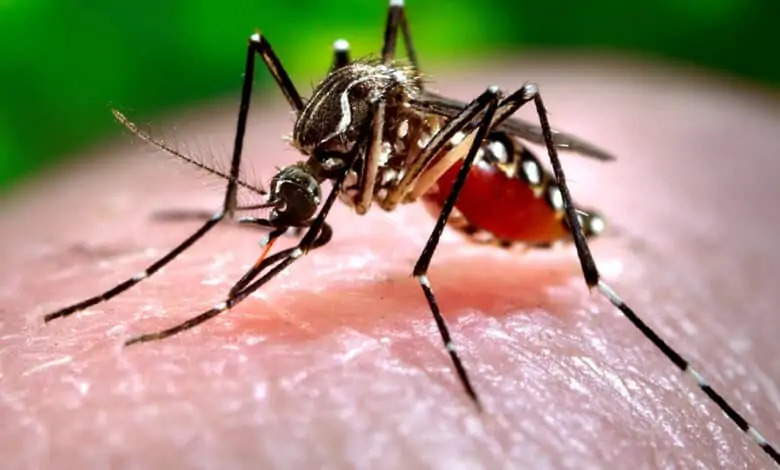 Dengue Prevention During Monsoon