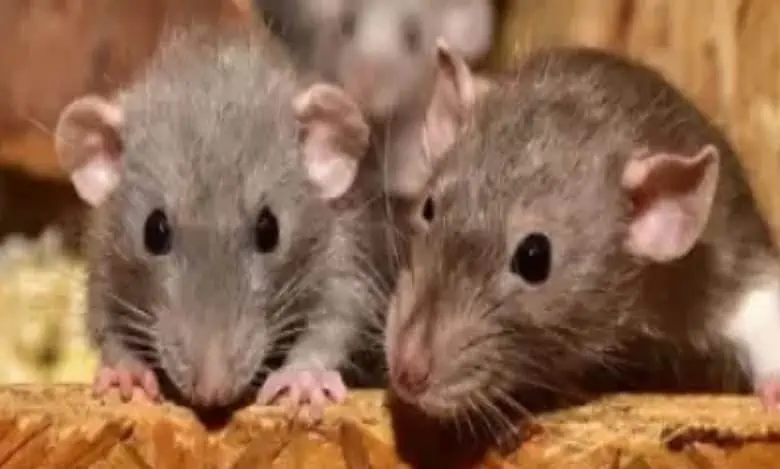 Rats infestation in Hyderabad food stalls