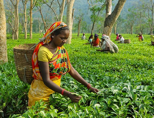 Inclement Weather Effects on Tea Production