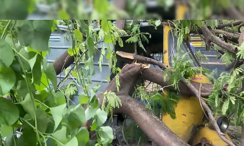 Hyderabad 1 Dead as Tree Falls on Shamsheergunj Main Road