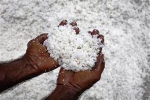  Microplastics in salt and sugar