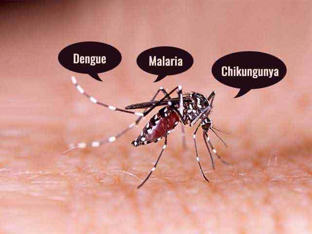 Telangana Faces Rise in Chikungunya Cases