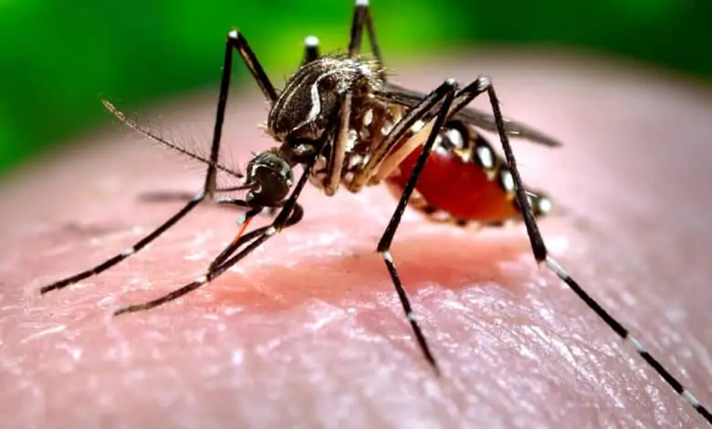 Pregnant Woman Dies of Dengue