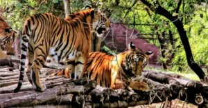 One more Zoo Planned Near Hyderabad
