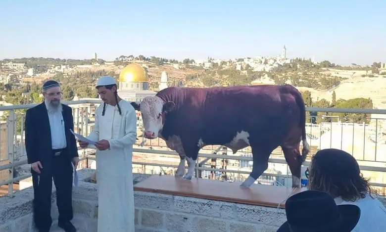 Red Heifer ritual near Al Aqsa