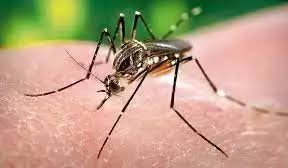 Telangana confirms 4459 Dengue Cases No Deaths