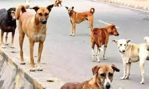 Stray Dog Attack 7 in Telangana