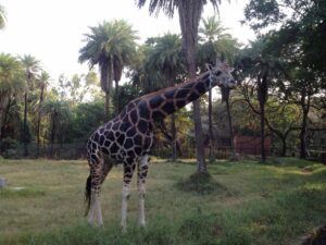 One more Zoo Planned Near Hyderabad