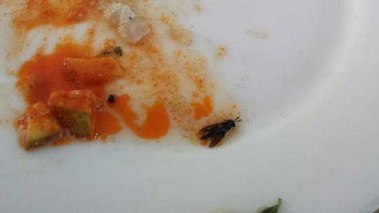 Insect found in Masala Dosa in Hyderabad