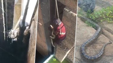 Indian Rock Python Rescued from Osmansagar
