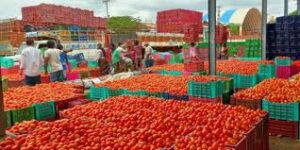 Tomato Crisis Grips Hyderabad Households