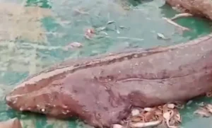 Fishermen Save Rare Giant Shark