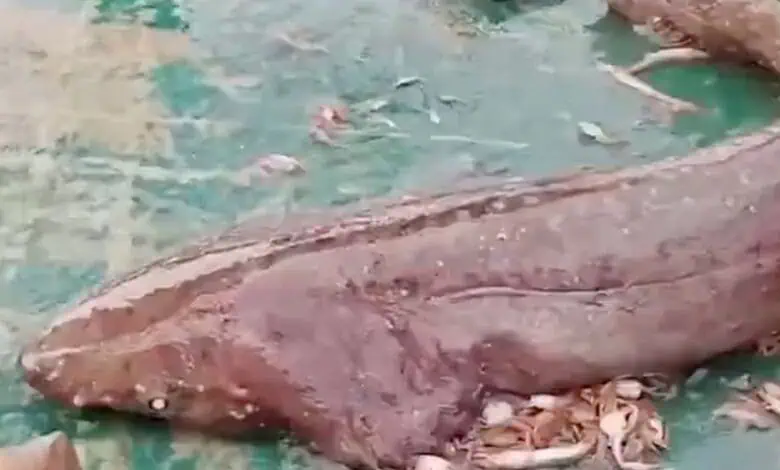 Fishermen Save Rare Giant Shark